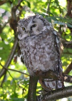 Syc rousny - Aegolius funereus - Boreal Owl - Sumava 3700